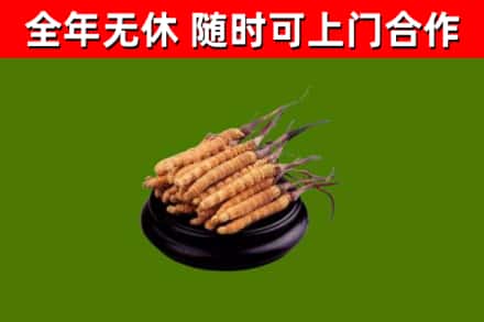 理县回收冬虫夏草